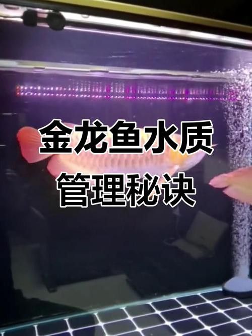 金龍魚變白是什么原因呢