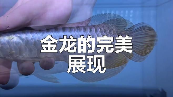 藍底金龍魚好不好