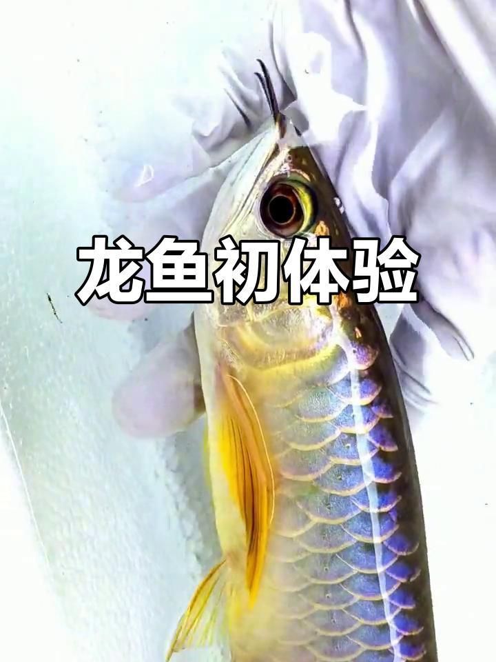 藍底金龍魚好不好