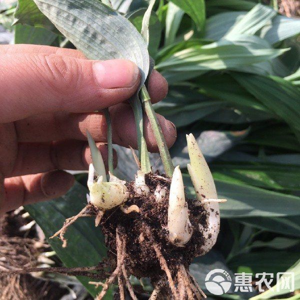 老虎姜苗多少一株