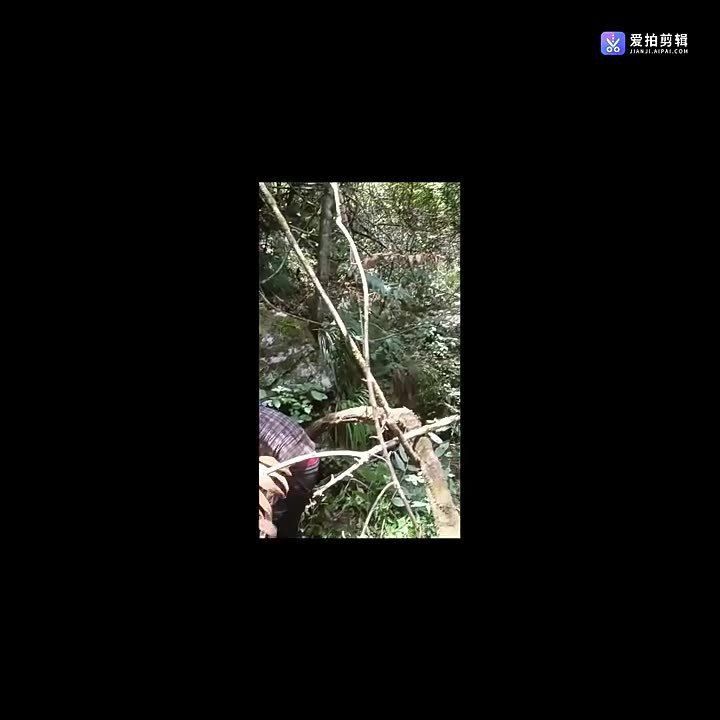 老虎姜苗多少一株