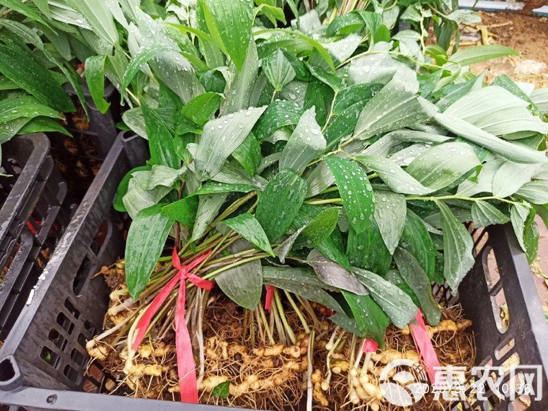老虎姜苗多少一株