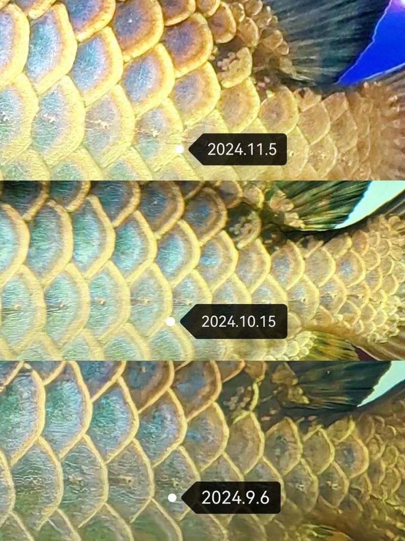 金龍魚黑鱗是怎么回事