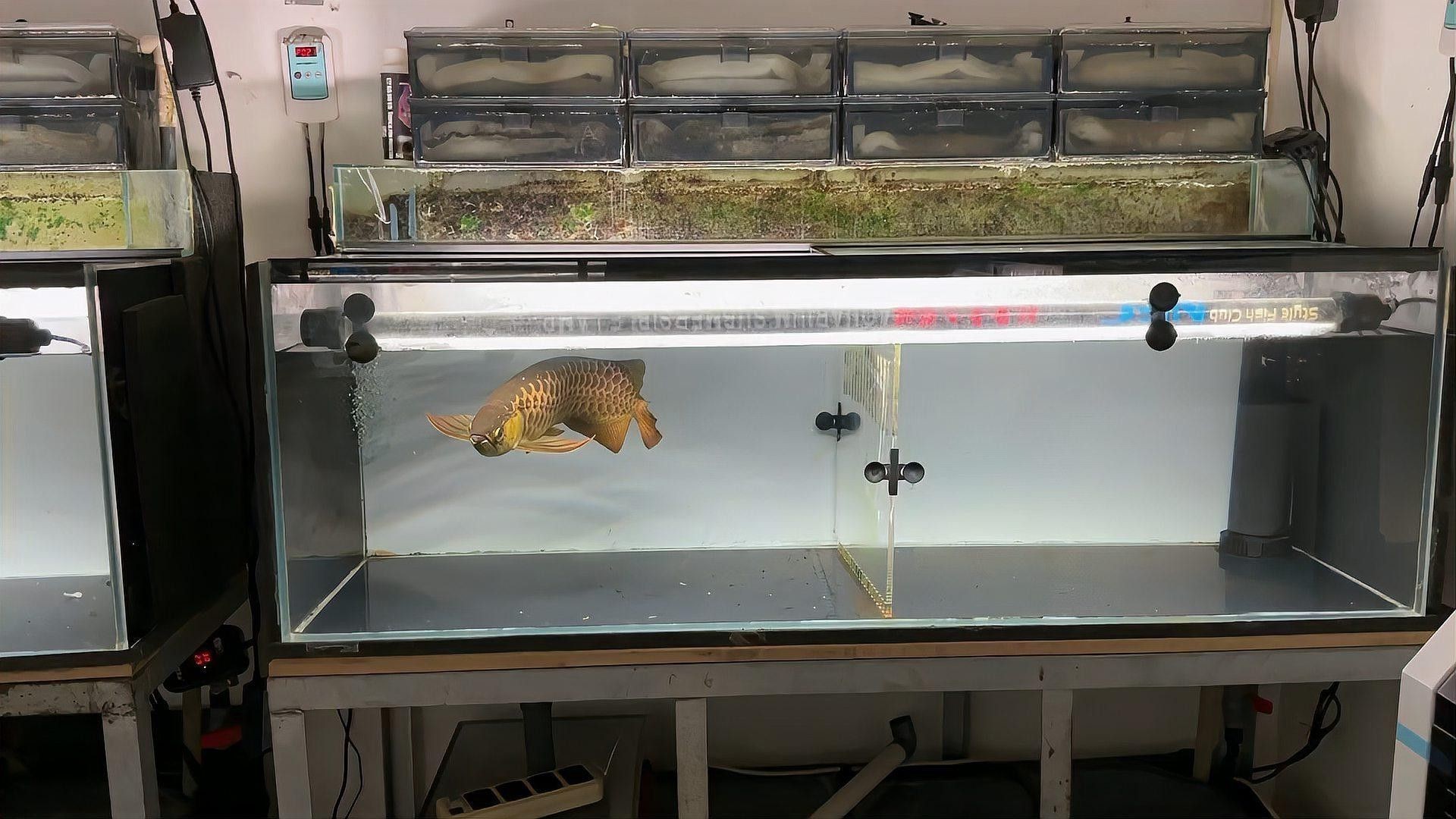 李亞四金龍魚專賣