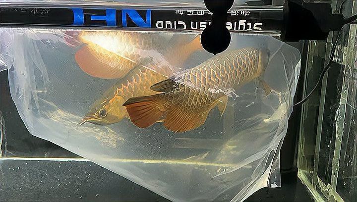 李亞四金龍魚專賣