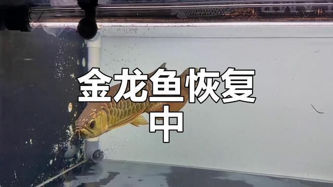 李亞四金龍魚專賣