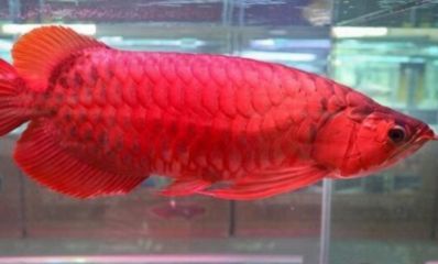 嘴是紅色的魚(yú)叫什么龍魚(yú)：嘴部呈現(xiàn)紅色的龍魚(yú)品種紅龍魚(yú)的種類(lèi)和特點(diǎn)和特點(diǎn)