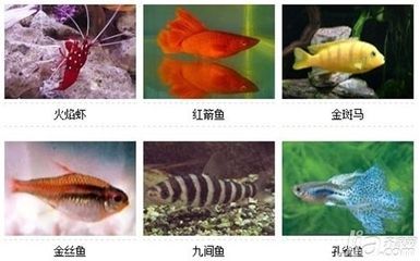30種常見的小型熱帶觀賞魚有哪些，有哪些特點：30種常見的小型熱帶觀賞魚