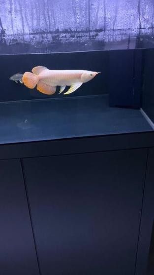 紅龍魚魚苗怎么看品質(zhì)好