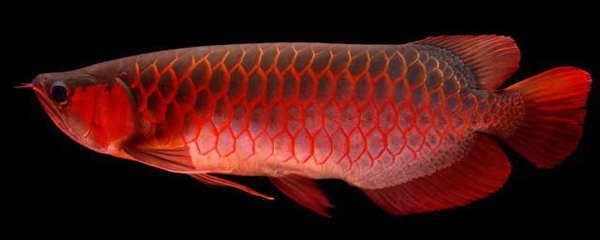 紅龍魚的水溫多少合適養(yǎng)（養(yǎng)紅龍魚水溫多少合適）