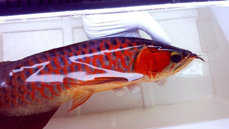 野生赤血紅龍魚圖片大全