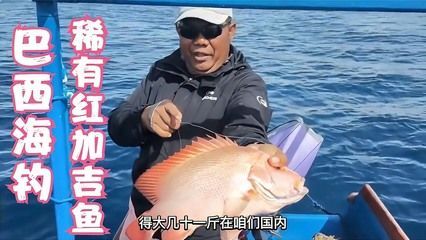 龍魚打架打多久：龍魚打架的持續時間通常在兩周以上