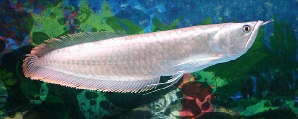 養一條銀龍魚代表什么意義和象征風水：養一條銀龍魚代表著“一”的意思，寓意著“一生平安”