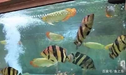 龍魚虎魚喂食方法大全：龍魚的喂食方法