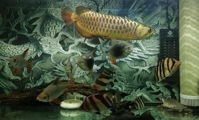 龍魚虎魚喂食方法大全：龍魚的喂食方法