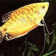 黃曼龍魚最大多大（黃曼龍魚的最大大小不是所有魚都能達到20厘米） 黃曼龍魚最大多大（黃曼龍魚的最大大小不是所有魚都能達到20厘米） 龍魚百科 第3張