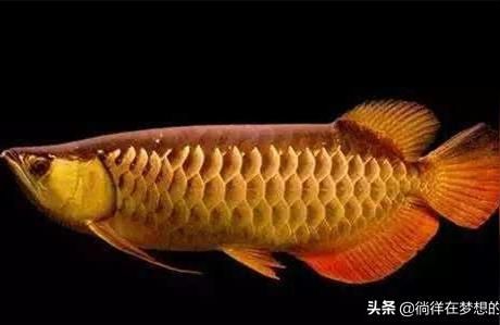 金龍魚產地是哪里