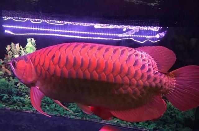 龍魚怎么訓練才能長大（如何判斷龍魚是否營養均衡，龍魚日常護理的注意事項）