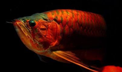 龍魚的祖先是誰？：從化石記錄和生物學分類上講，龍魚的祖先是誰