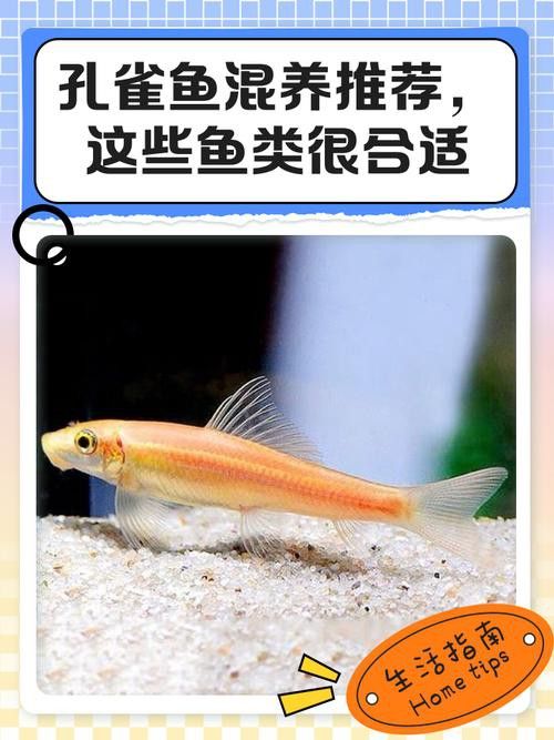 小火龍魚(yú)可以和孔雀魚(yú)混養(yǎng)嗎圖片