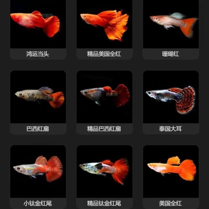 小火龍魚可以和孔雀魚混養(yǎng)嗎圖片