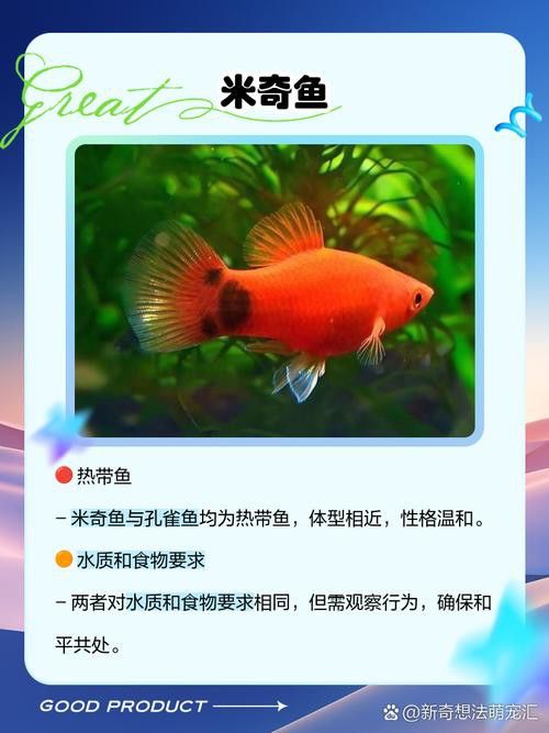 小火龍魚可以和孔雀魚混養(yǎng)嗎圖片