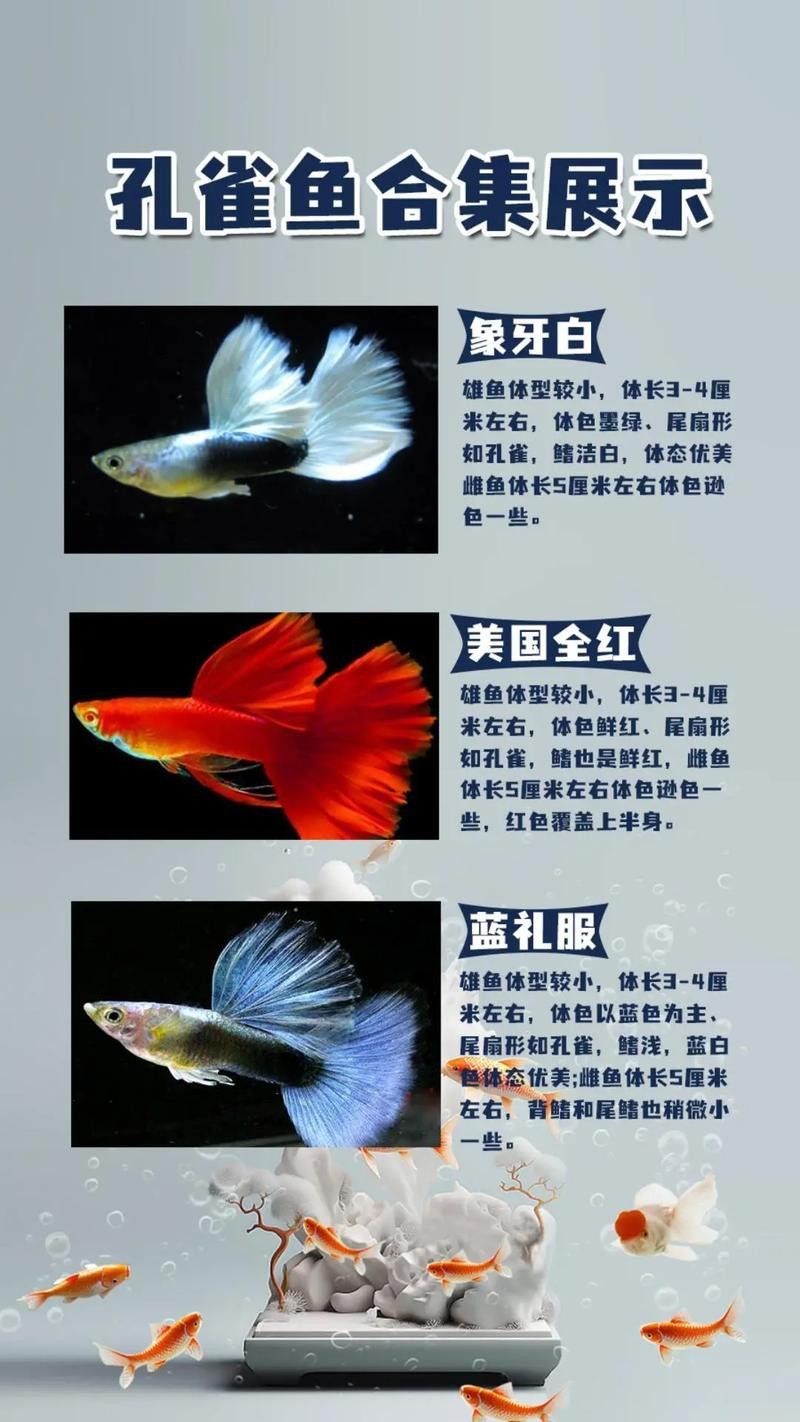 小火龍魚可以和孔雀魚混養(yǎng)嗎圖片