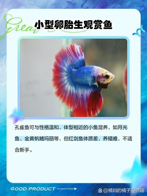 小火龍魚可以和孔雀魚混養(yǎng)嗎圖片