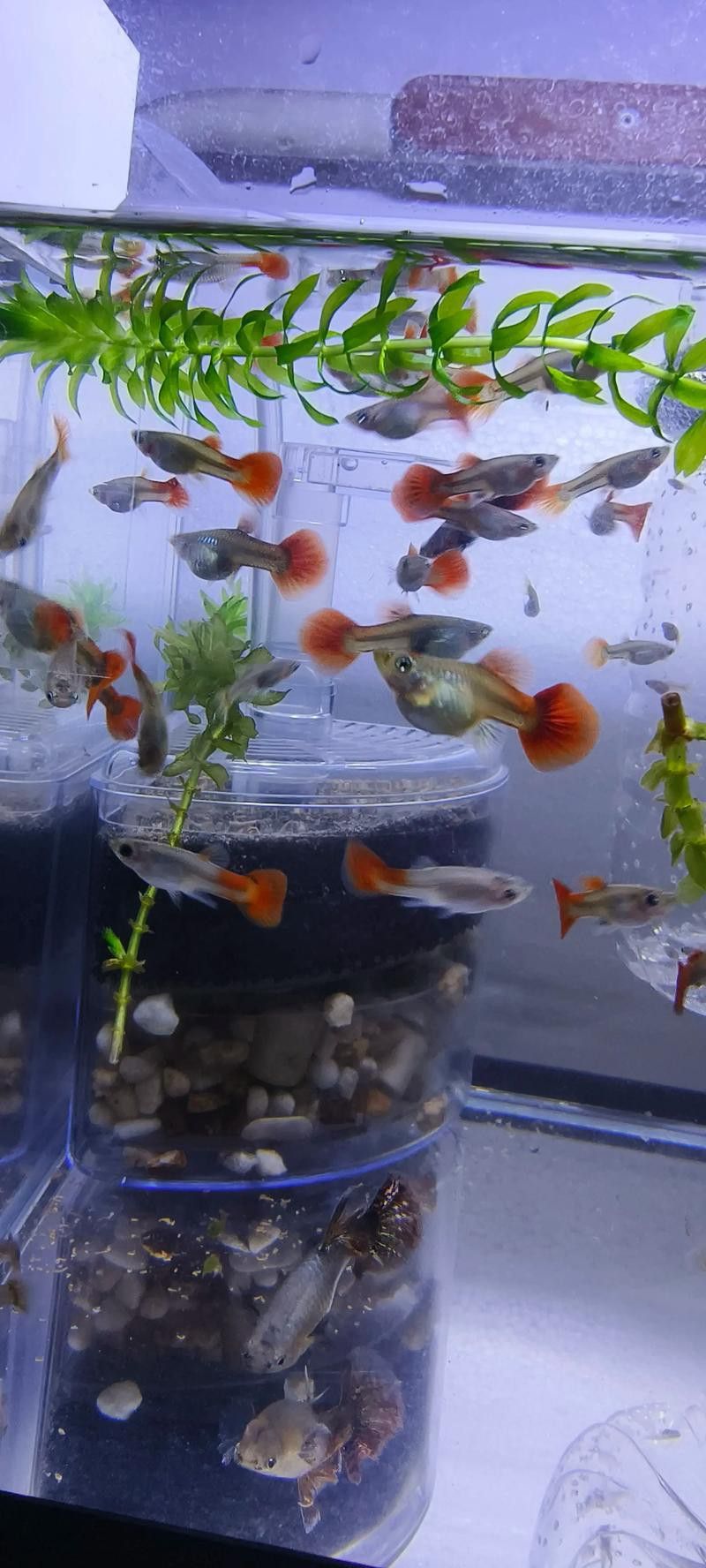 小火龍魚可以和孔雀魚混養(yǎng)嗎圖片