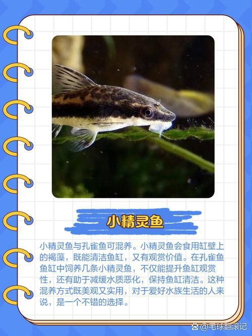 小火龍魚可以和孔雀魚混養(yǎng)嗎圖片