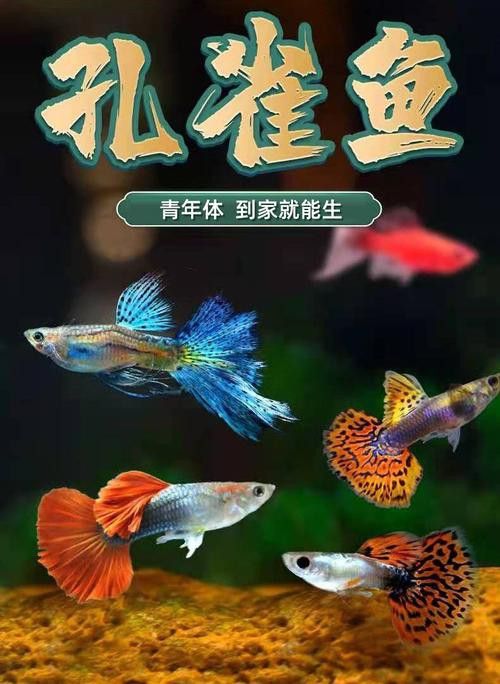 小火龍魚可以和孔雀魚混養(yǎng)嗎圖片