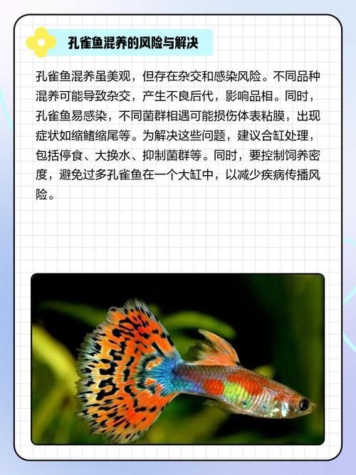 小火龍魚可以和孔雀魚混養(yǎng)嗎圖片