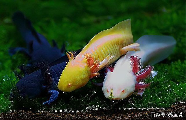 小火龍魚可以和孔雀魚混養(yǎng)嗎圖片