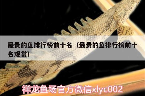 世界第一龍魚排名前十名（世界龍魚排名前十名）