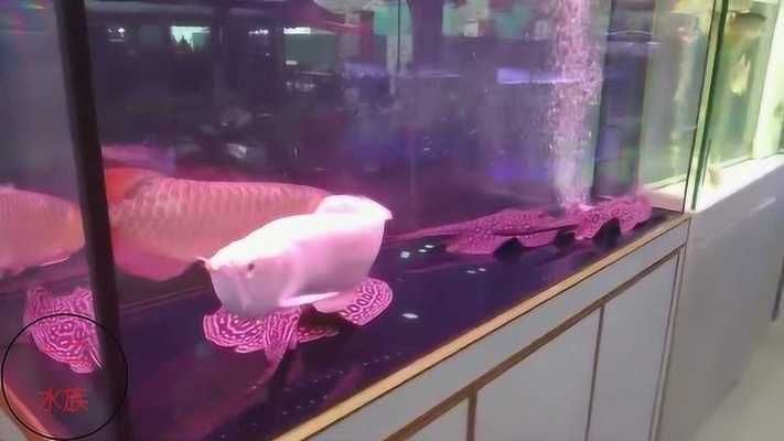 龍魚搭配清缸魚怎么樣好看，龍魚與清缸魚在水族箱中的搭配方式