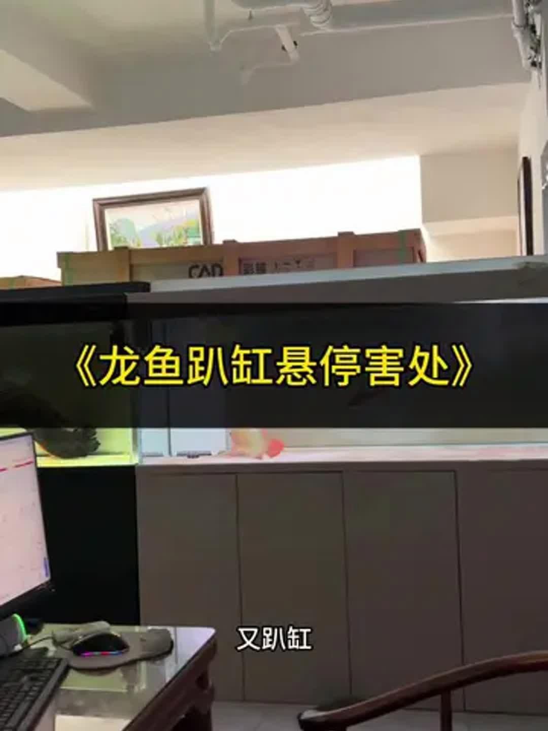 如何預防龍魚進食后趴缸？