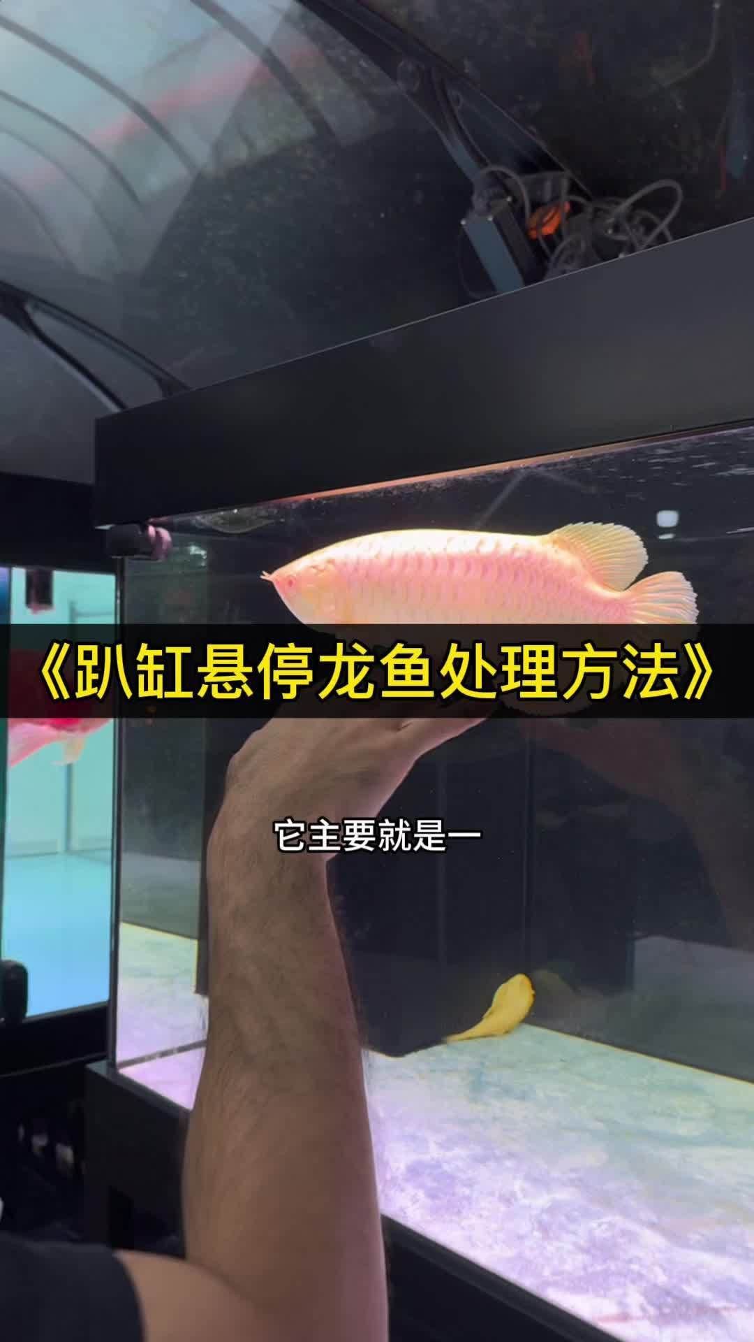 如何預防龍魚進食后趴缸？