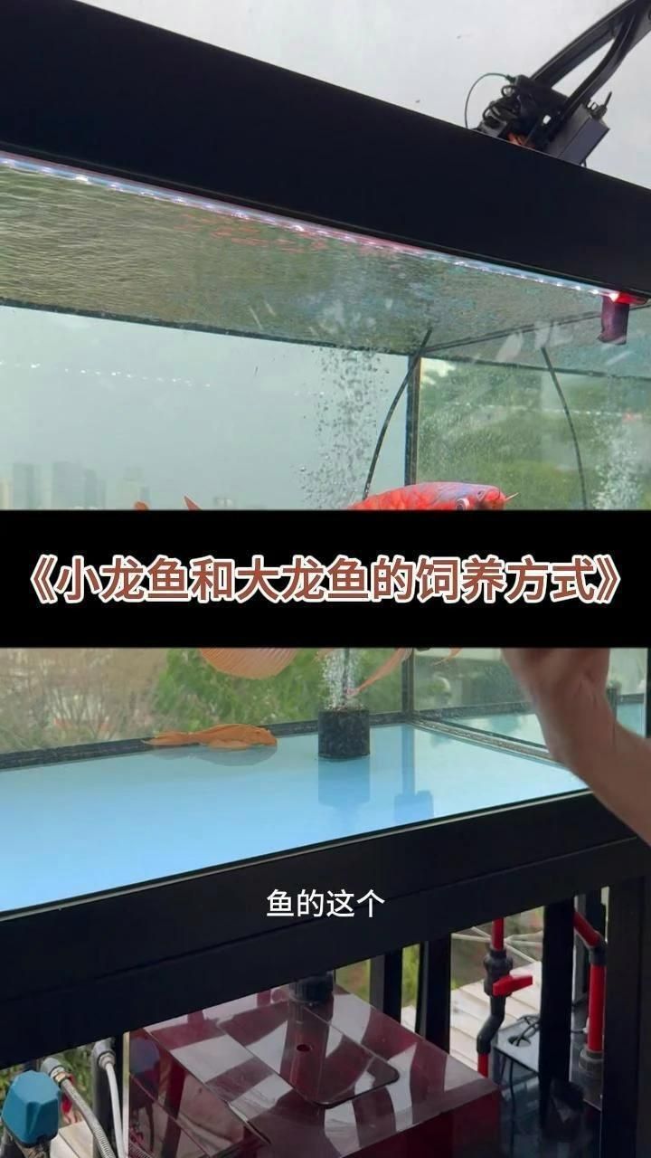 如何預防龍魚進食后趴缸？