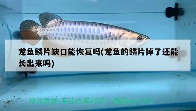紅龍魚的鱗片融鱗還能恢復嗎（紅龍魚的融鱗現象在及時和正確的治療下是有可能恢復的）