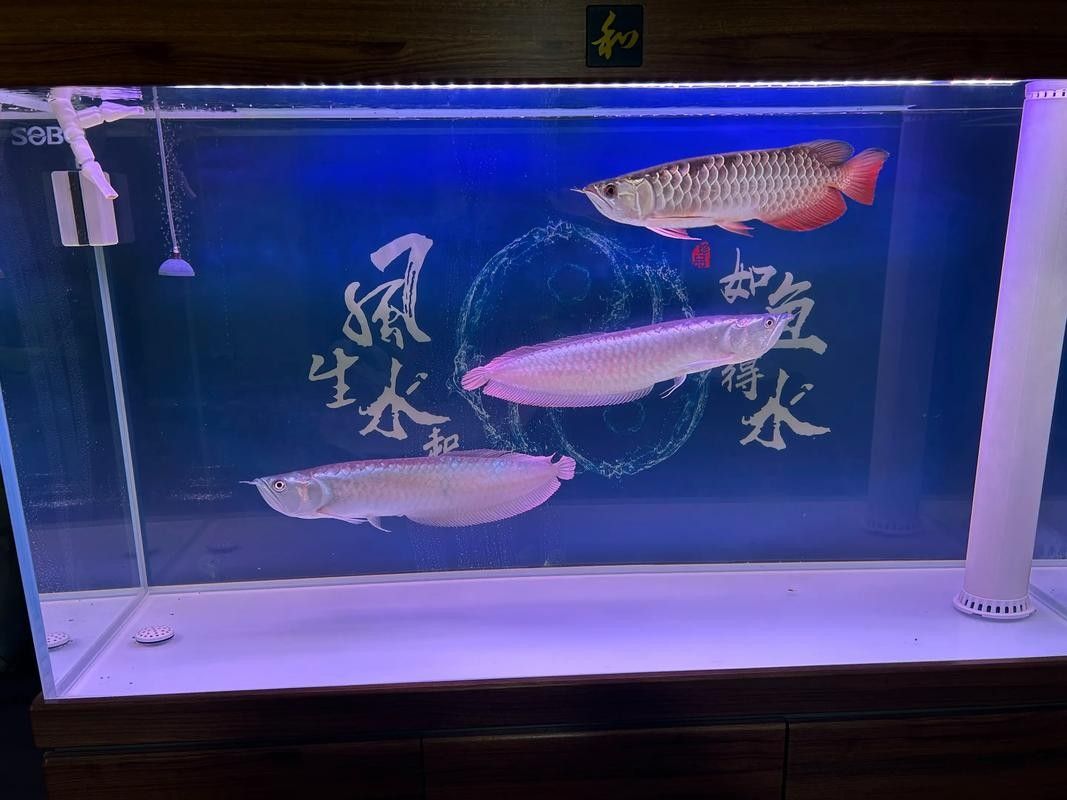銀龍魚飼養(yǎng)方法大全圖解