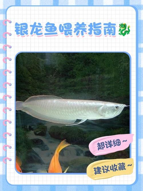 銀龍魚飼養(yǎng)方法大全圖解
