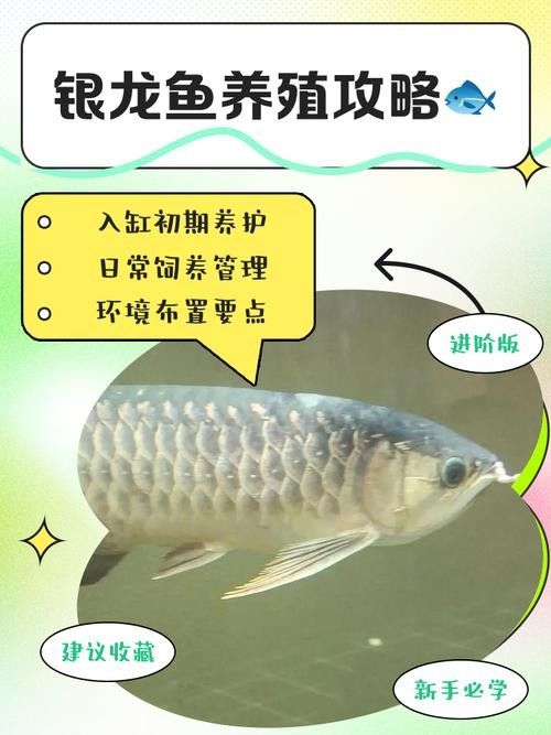 銀龍魚飼養(yǎng)方法大全圖解