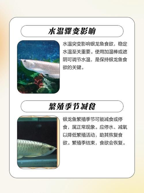 銀龍魚飼養(yǎng)方法大全圖解