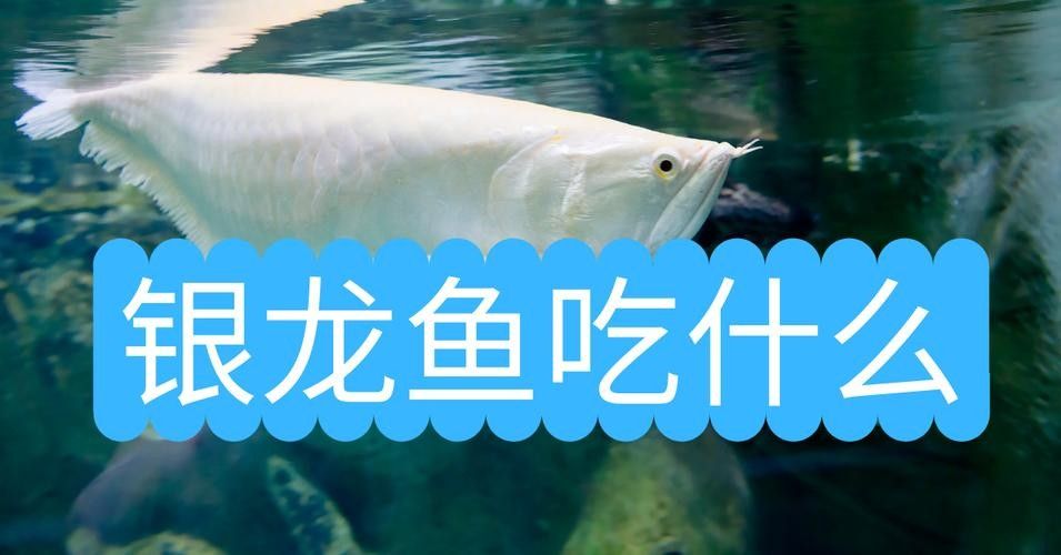 銀龍魚飼養(yǎng)方法大全圖解