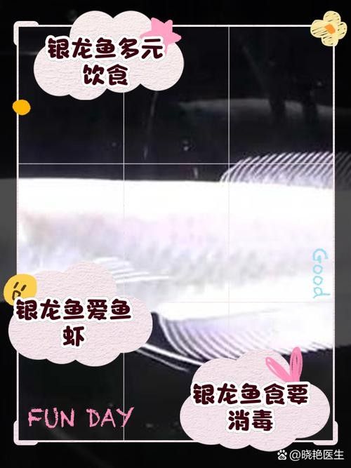 銀龍魚飼養(yǎng)方法大全圖解