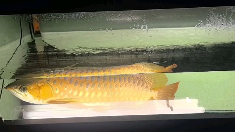 龍魚側燈放到水位什么位置