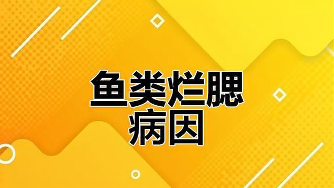 熱帶魚龍魚爛鰓怎么造成的視頻