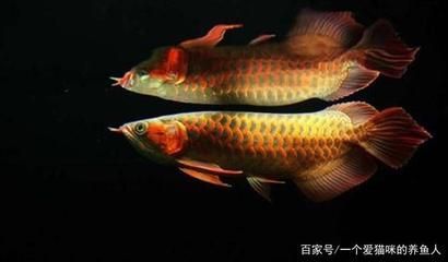 紅龍魚發色期光照管理技巧：紅龍魚光照周期調整方法，紅龍魚光照距離最佳實踐