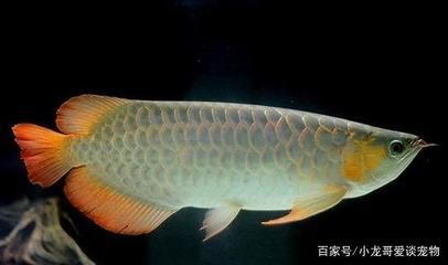 龍魚立鱗跟什么關系（如何預防龍魚立鱗病）