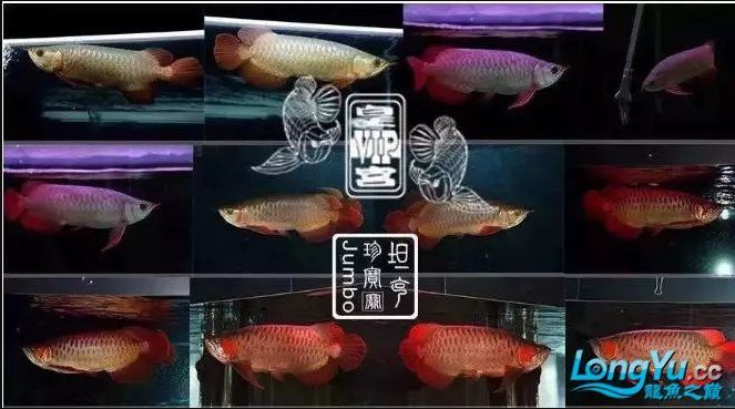 皇宮vip龍魚怎么樣